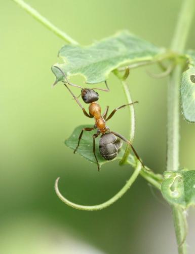 Réf. 182 981 : Formica rufibarbis
